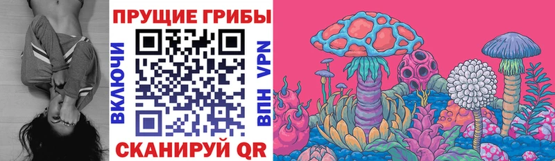 мега ССЫЛКА  купить наркоту  Шилка  Псилоцибиновые грибы мицелий 